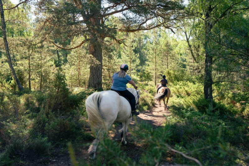Experiences - Rothiemurchus Accommodation - 2023 07 Pony Trekking Rupert Shanks 9