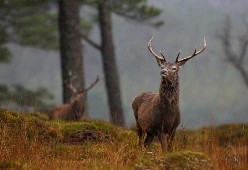 what to do aviemore, deer